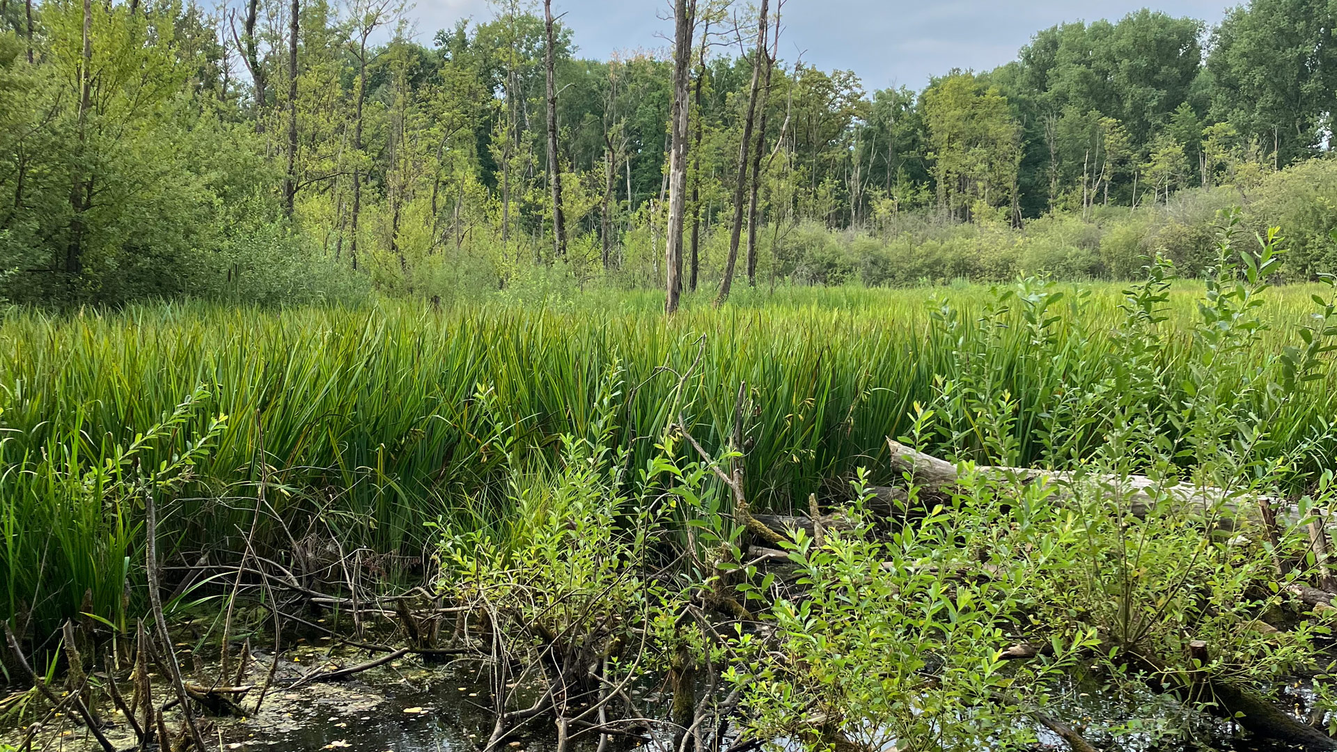 Eine Moorfläche: im Vordergrund eine Wasserfläche mit Totholz und belaubten Ästen, im Hintergrund Büsche und Bäume.