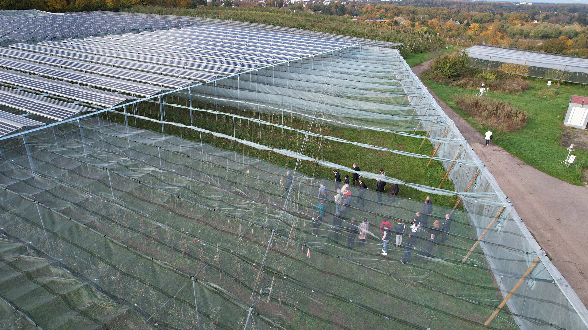 Vogelperspektive auf eine Agri-PV-Anlage, darunter angebaute Sträucher, die mit weißen Netzen geschützt sind. Eine Personengruppe betritt das Gelände.