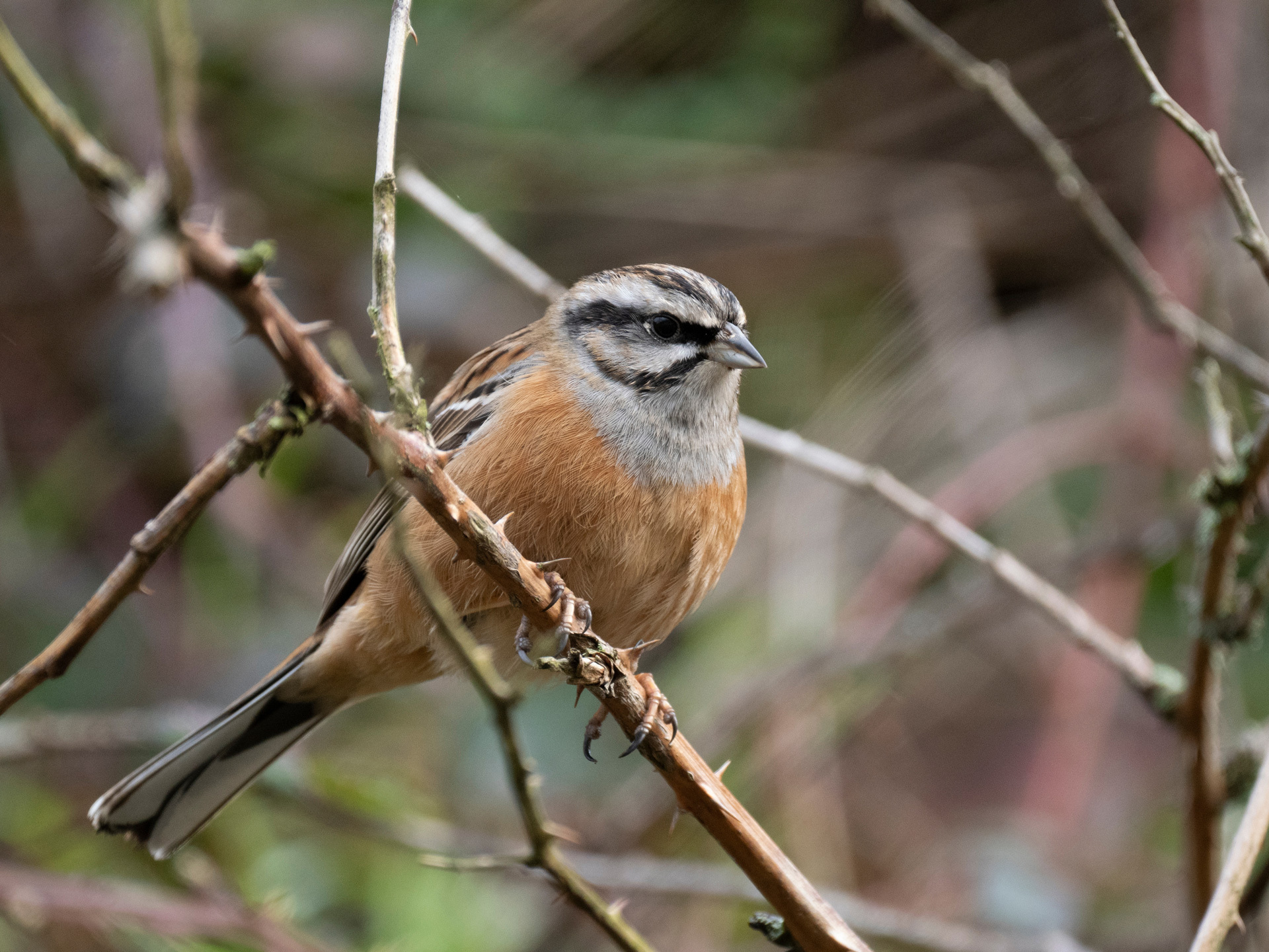 Ein Vogel mit hellbraunem Bauch, grauem Hals und grau-schwarz gestreiftem Kopf sitzt auf einem Zweig mit Dornen.