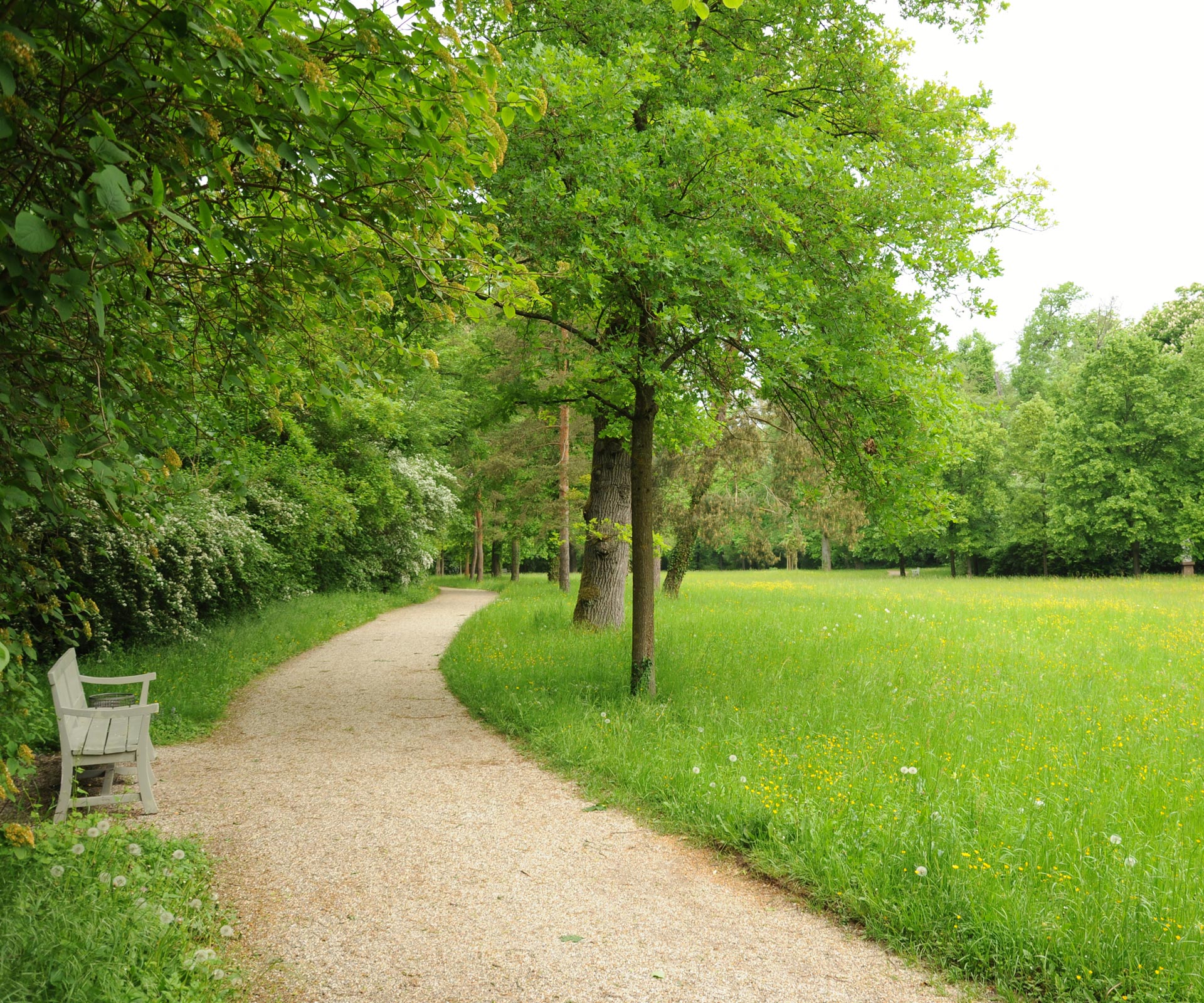 Ein gekiester Weg, rechts Wiese, links eine Baum- und Buschreihe und eine Bank.