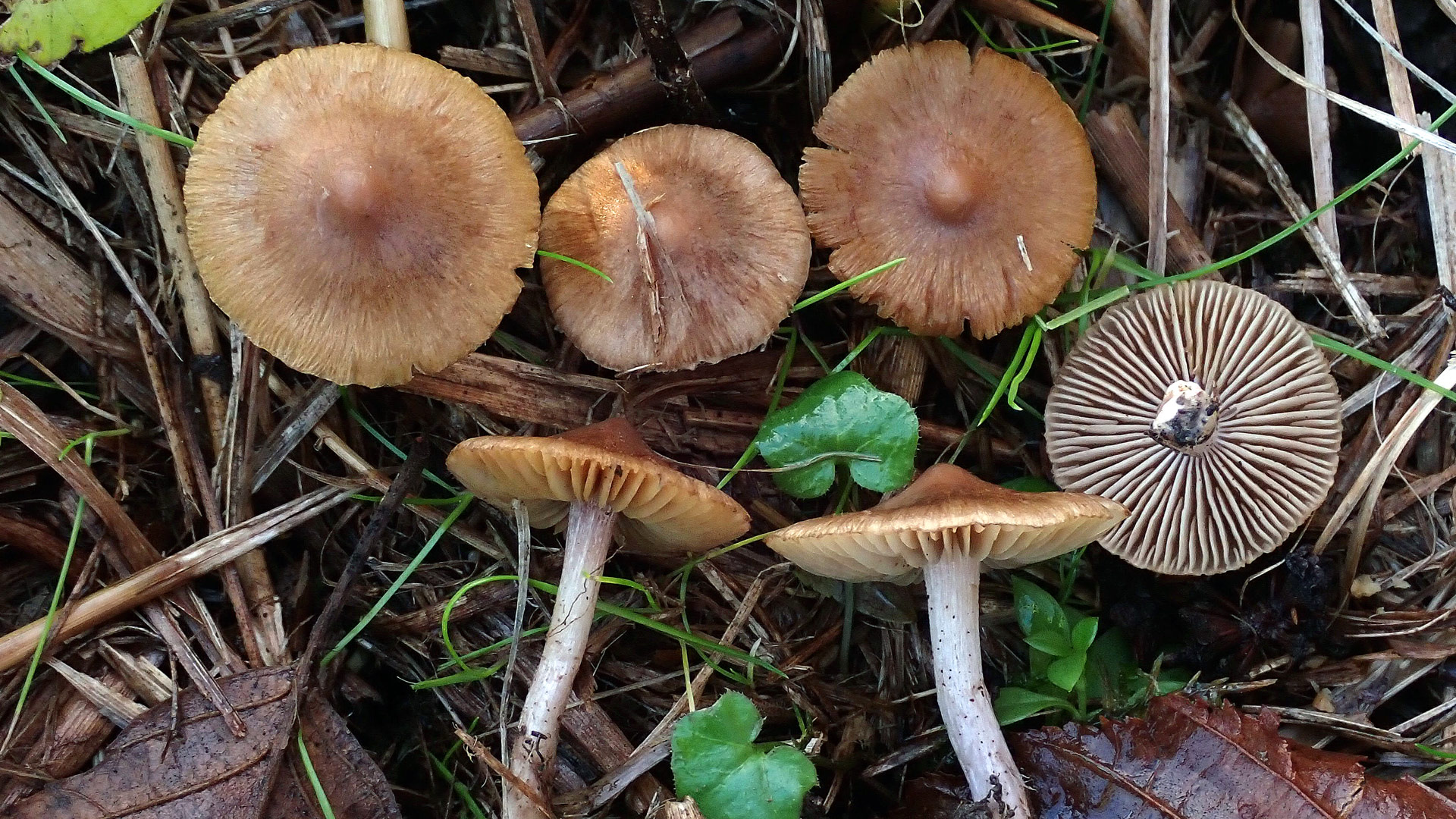 Großaufnahme von sechs Pilzen in unterschiedlichen Ansichten in natürlicher Umgebung: Schirm von oben, Stiel von der Seite, Lamellen von unten.