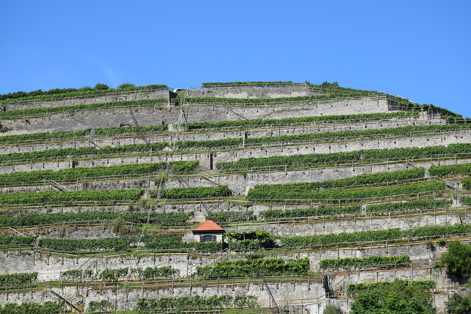 Ein steiler Hang, der mittels Mauern in Terrassen geformt ist, auf denen Wein wächst.