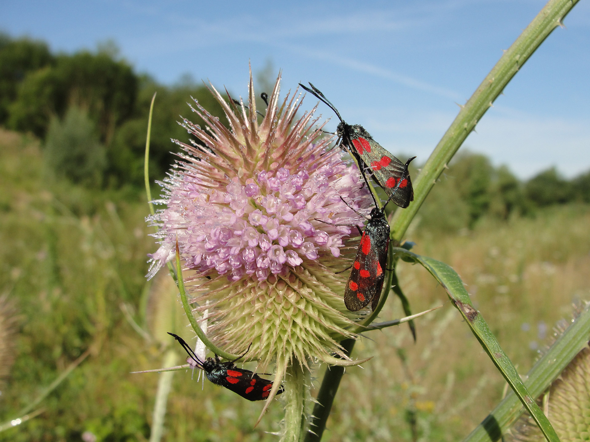 Mehrere Sechsfleck-Widderchen sitzen an der Blüte einer wilden Karde.