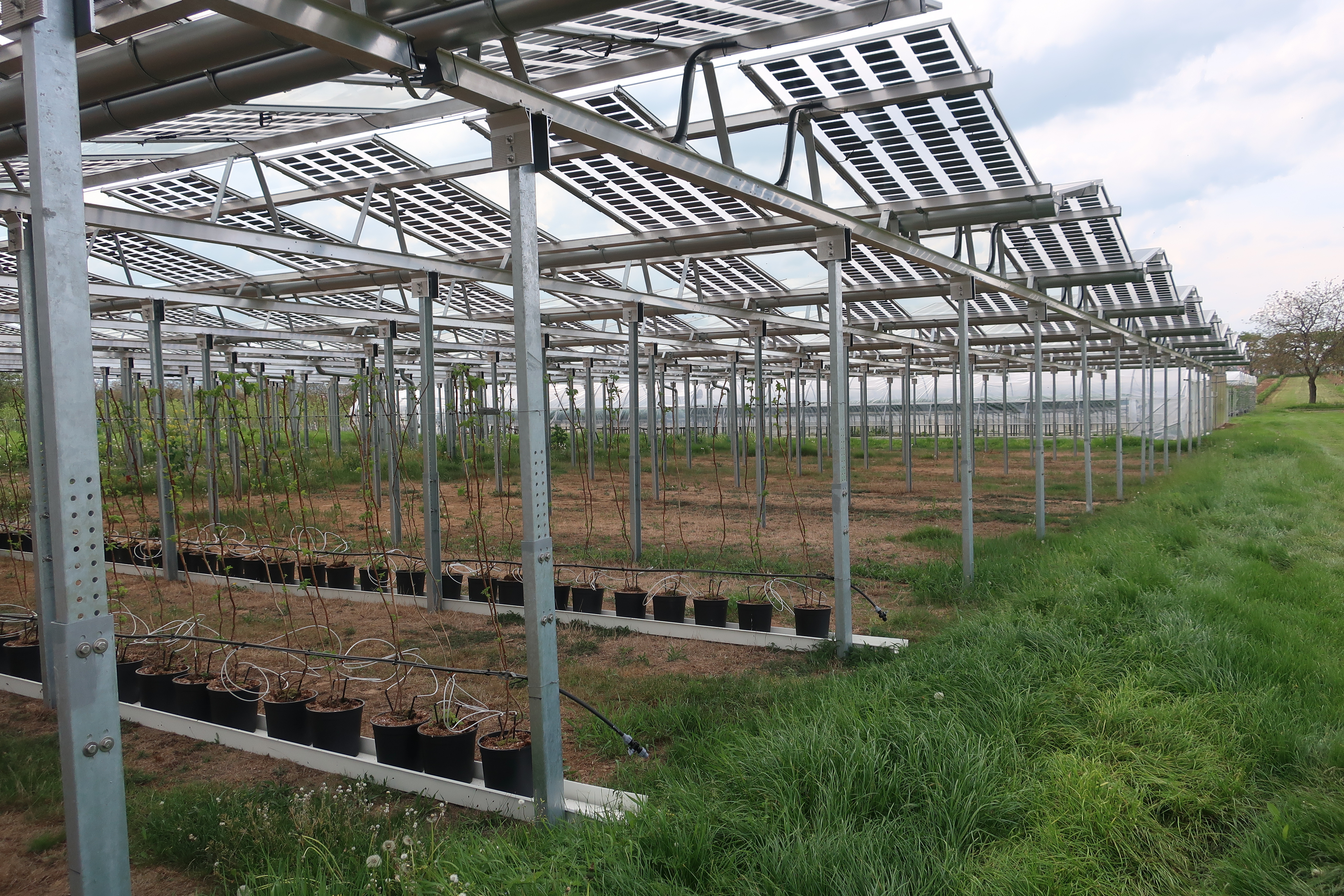 Eine Agri-PV-Anlage: Unter halbtransparenten, geneigt angebrachten PV-Modulen stehen Pflanzen in Töpfen.