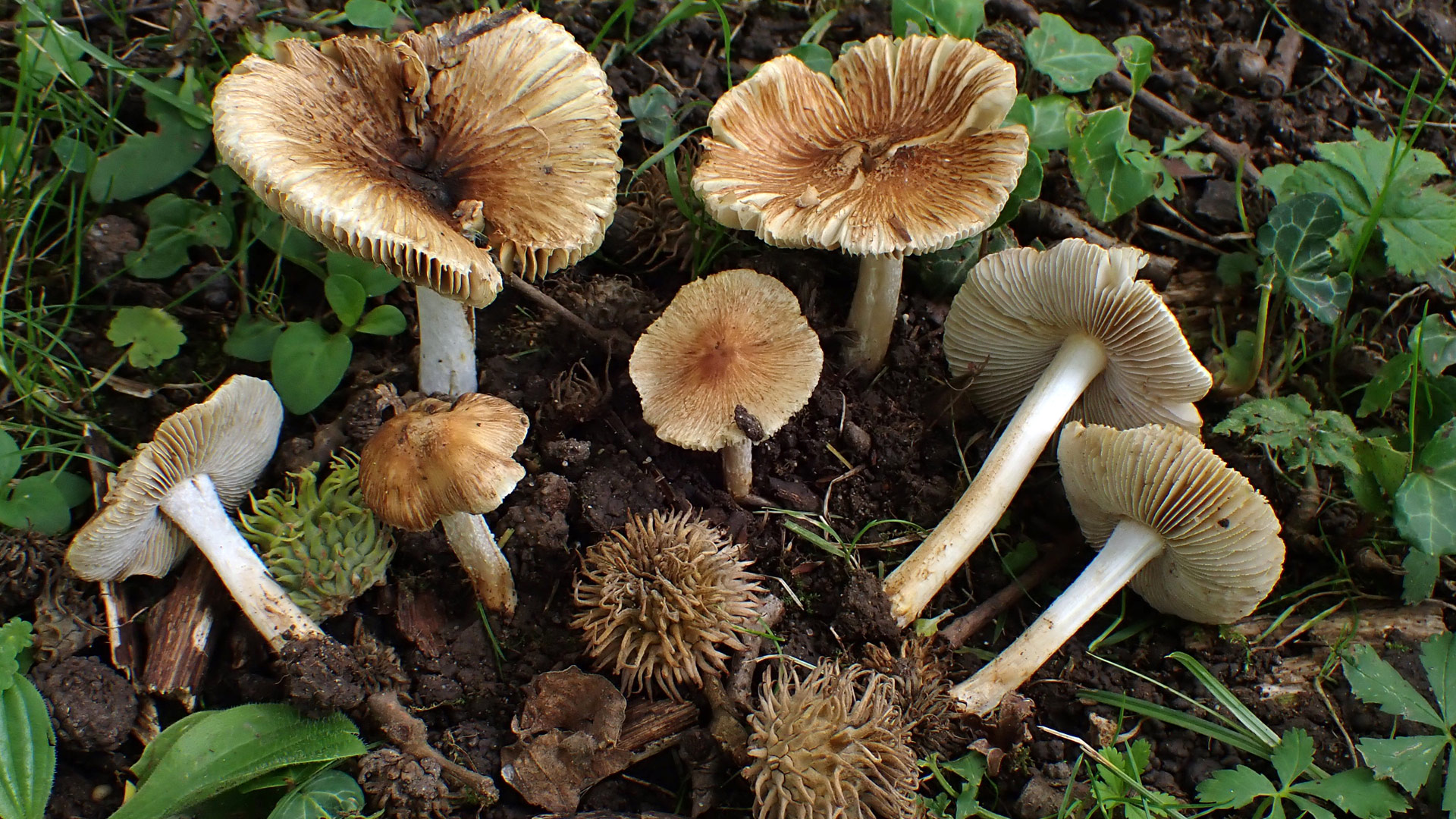 Mehrere Pilze stehen und liegen auf krümeliger Erde mit wenig Wildkrautbewuchs.