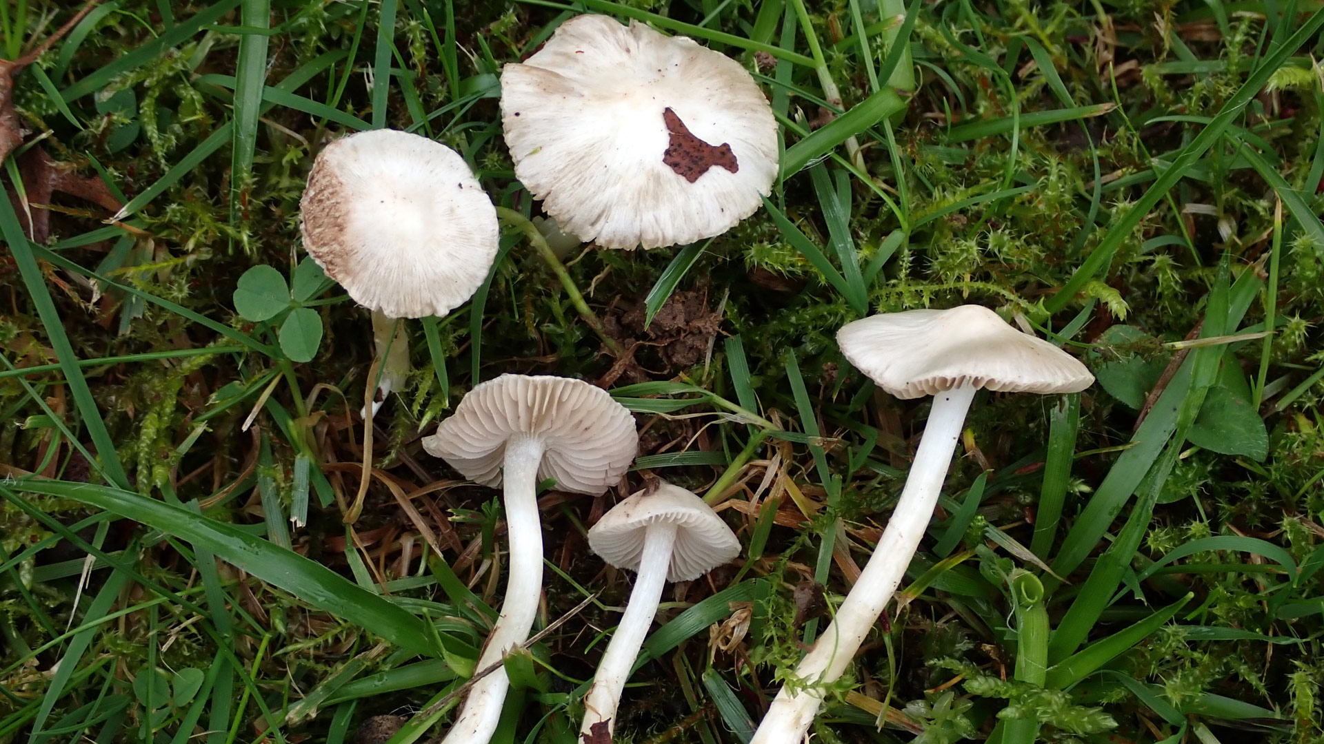 Fünf auffällig helle Pilze stehen und liegen im Gras.